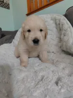 AKC Red boy, a male Golden Retriever for sale in Modesto, CA – 2 of 3