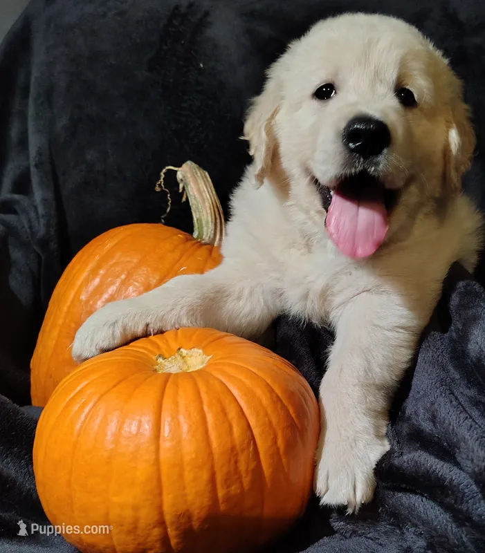 AKC Red boy – Golden Retriever puppy for sale in Modesto, CA