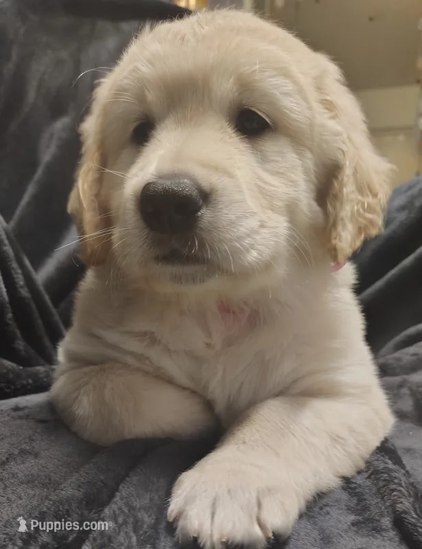 AKC Dark pink girl – Golden Retriever puppy for sale in Modesto, CA