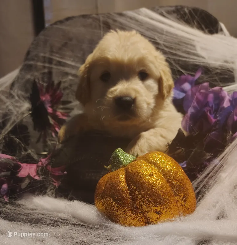 Peach girl – Golden Retriever puppy for sale in Modesto, CA