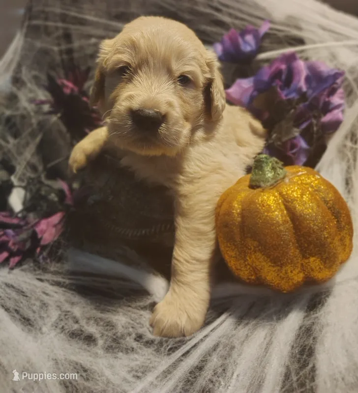 Orange boy – Golden Retriever puppy for sale in Modesto, CA