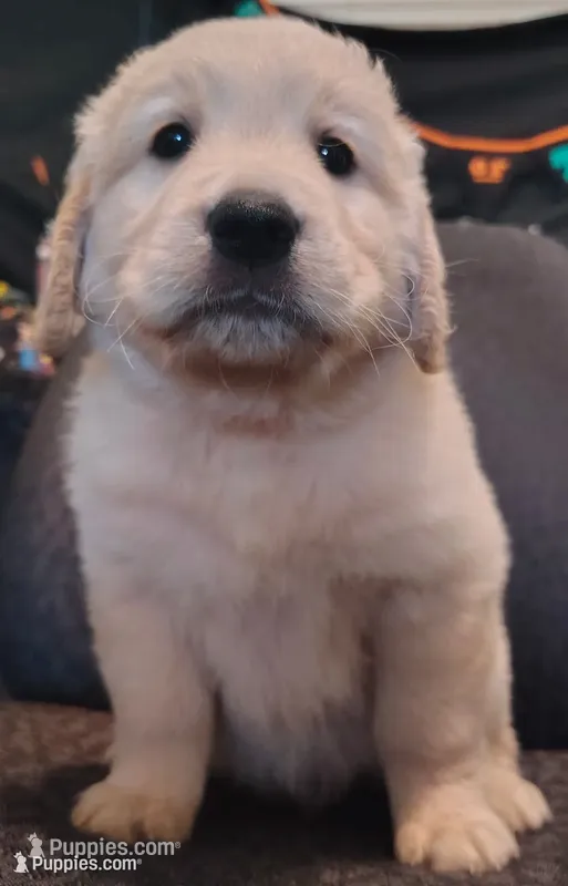 Red boy – Golden Retriever puppy for sale in Modesto, CA