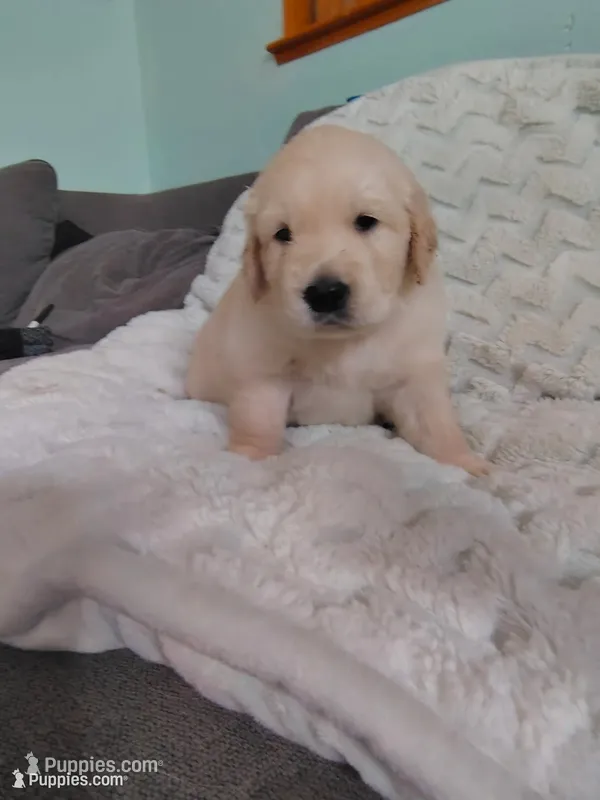AKC Red boy – Golden Retriever puppy for sale in Modesto, CA