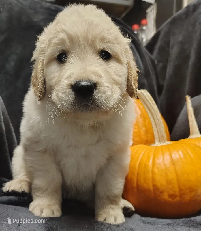 Red boy (peanut) – Golden Retriever puppy for sale in Modesto, CA