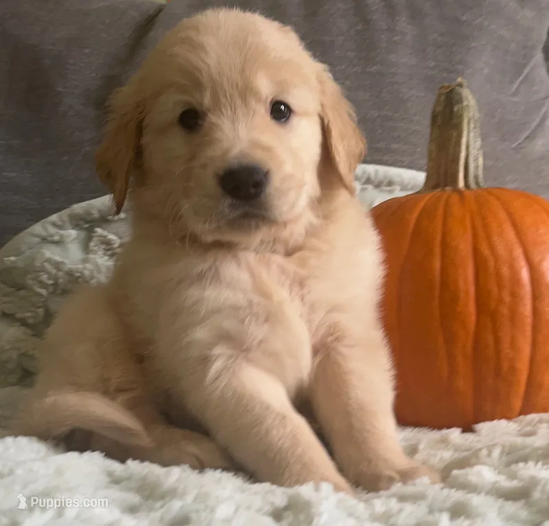 Light blue boy – Golden Retriever puppy for sale in Modesto, CA