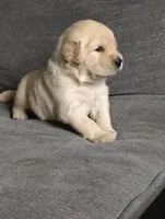 AKC White collar girl, a female Golden Retriever for sale in Modesto, CA – 2 of 8