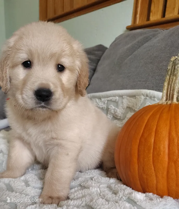 Red boy (peanut) – Golden Retriever puppy for sale in Modesto, CA