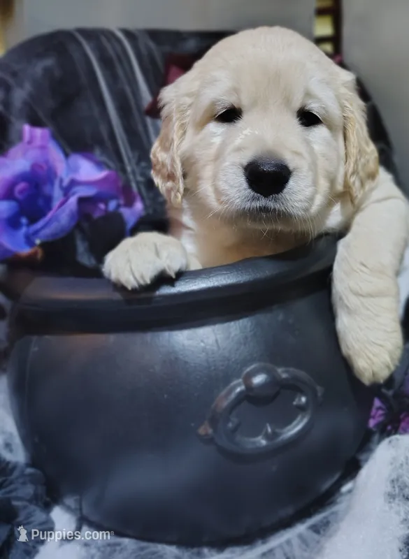 AKC Dark pink girl – Golden Retriever puppy for sale in Modesto, CA