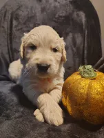 Red boy, a male Golden Retriever for sale in Modesto, CA – 2 of 2