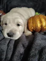 AKC Dark pink girl, a female Golden Retriever for sale in Modesto, CA – 3 of 3
