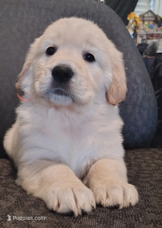 Peach girl – Golden Retriever puppy for sale in Modesto, CA