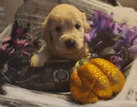 Light blue boy, a male Golden Retriever for sale in Modesto, CA – 4 of 7