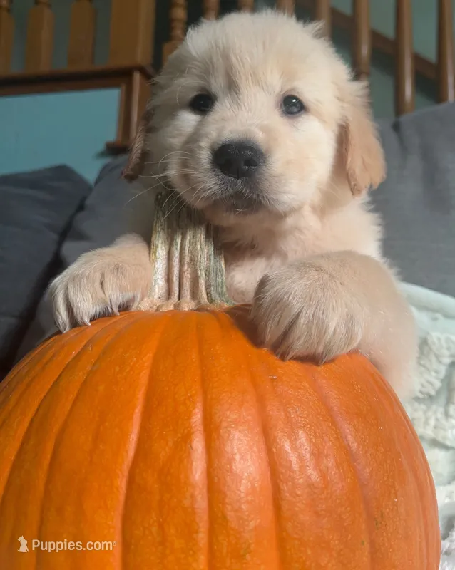 Peach girl – Golden Retriever puppy for sale in Modesto, CA