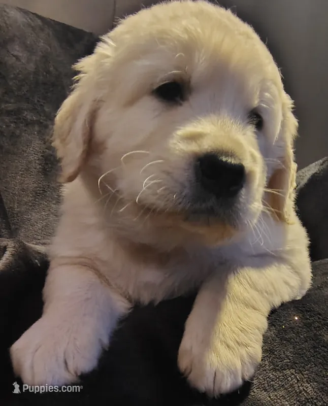 AKC Red boy – Golden Retriever puppy for sale in Modesto, CA