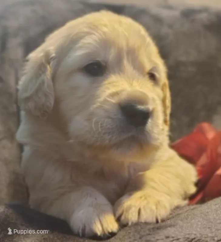 Pink girl peanut – Golden Retriever puppy for sale in Modesto, CA