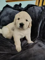 AKC White collar girl, a female Golden Retriever for sale in Modesto, CA – 7 of 8
