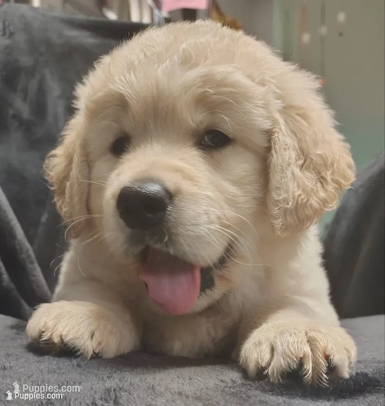 AKC White collar girl "Coraline" – Golden Retriever puppy for sale in Modesto, CA