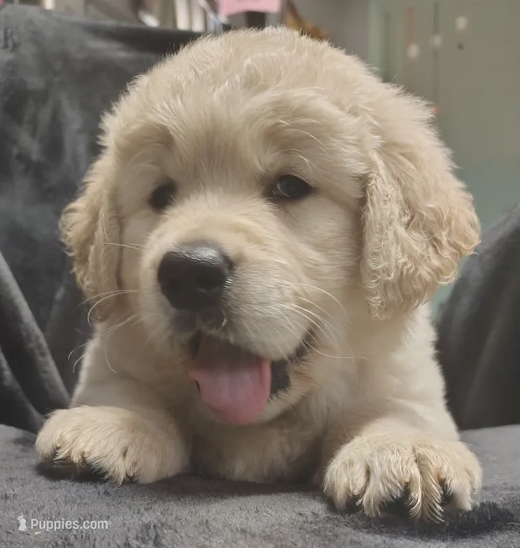 AKC White collar girl "Coraline" – Golden Retriever puppy for sale in Modesto, CA