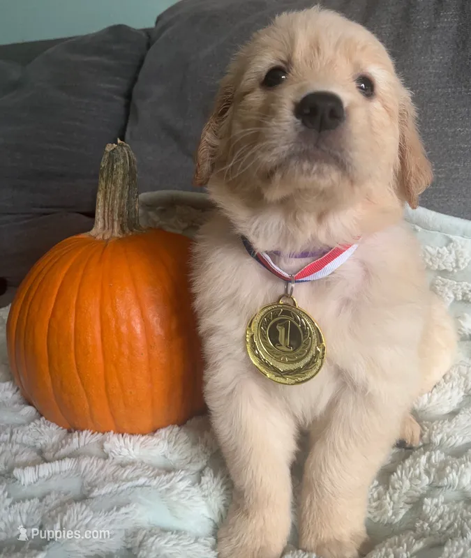 Purple girl AKC – Golden Retriever puppy for sale in Modesto, CA