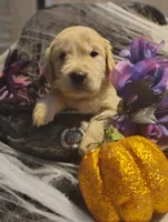 Light blue boy, a male Golden Retriever for sale in Modesto, CA – 5 of 7