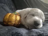 AKC Pink girl, a female Golden Retriever for sale in Modesto, CA – 3 of 4