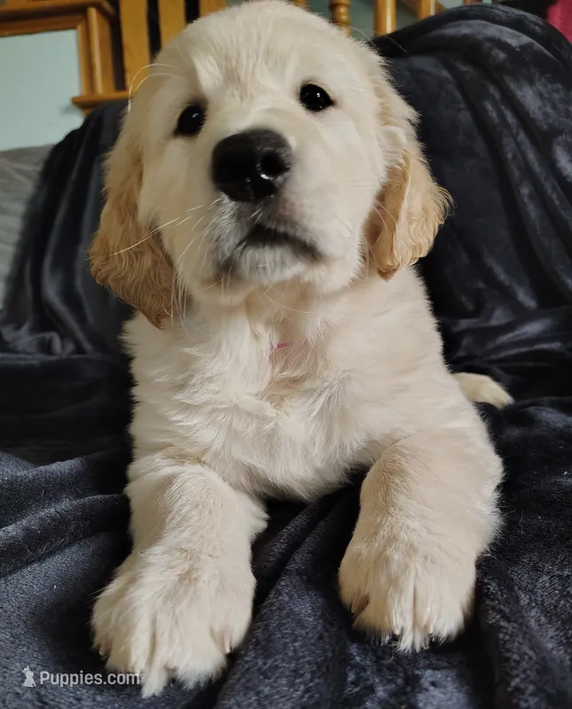 AKC Dark pink girl – Golden Retriever puppy for sale in Modesto, CA