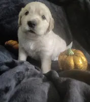 AKC Pink girl, a female Golden Retriever for sale in Modesto, CA – 4 of 4