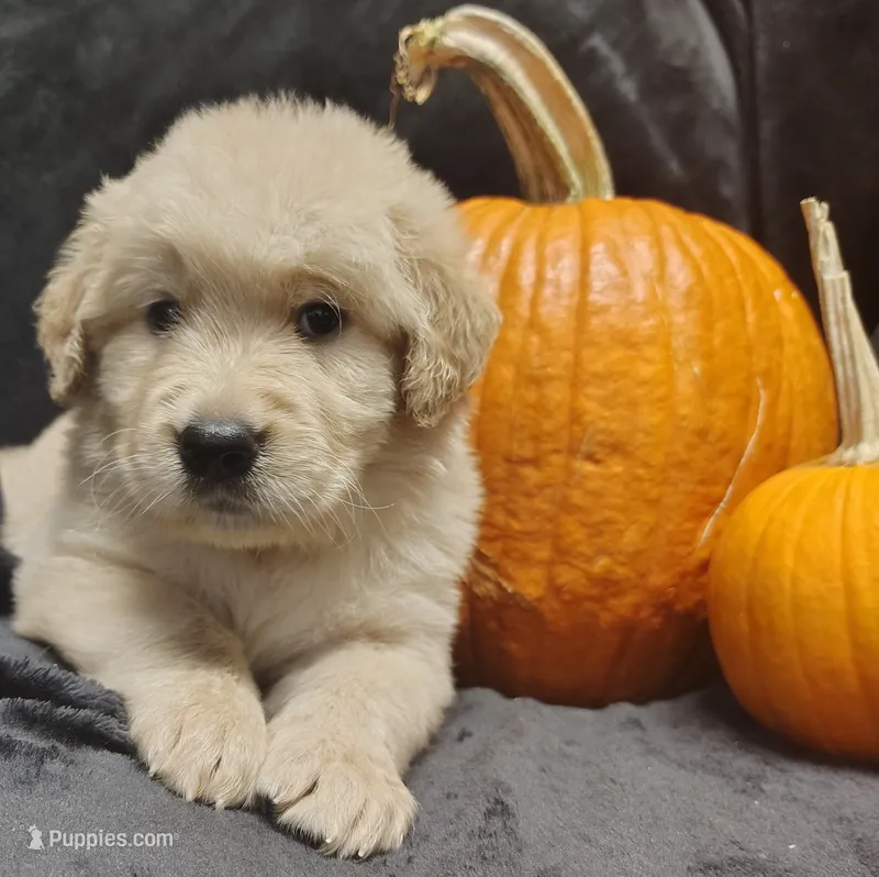 Orange boy – Golden Retriever puppy for sale in Modesto, CA