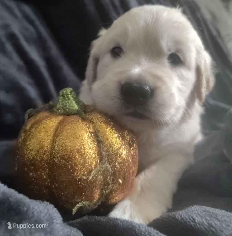 AKC Pink girl – Golden Retriever puppy for sale in Modesto, CA