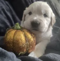 AKC Pink girl, a female Golden Retriever for sale in Modesto, CA – 1 of 4