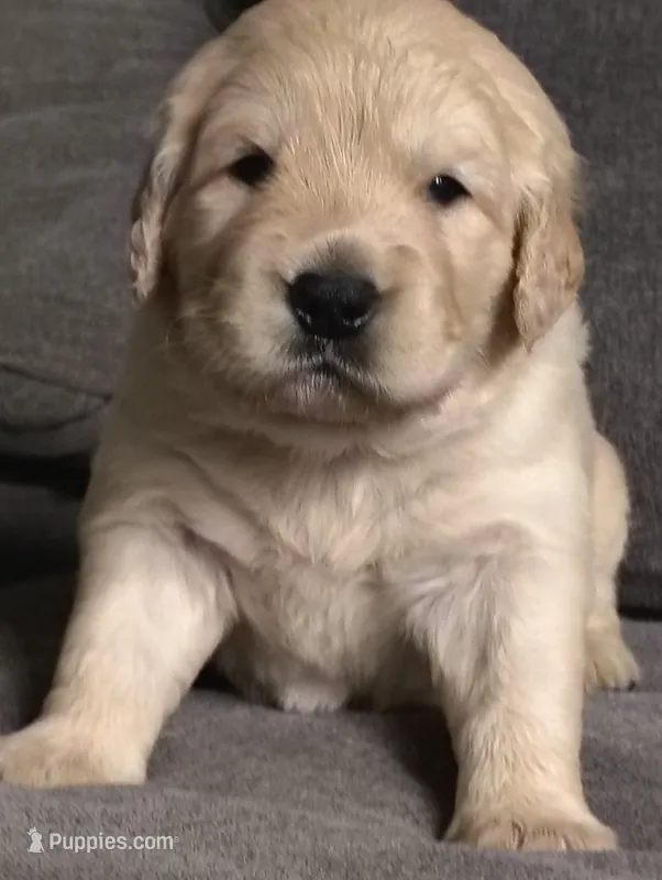 AKC White collar girl – Golden Retriever puppy for sale in Modesto, CA