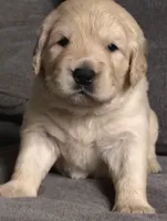 AKC White collar girl, a female Golden Retriever for sale in Modesto, CA – 1 of 8
