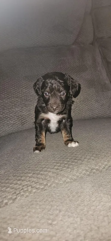 Female puppy  – Miniature Aussiedoodle puppy for sale in Kokomo, IN