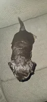 Female puppy , a female Miniature Aussiedoodle for sale in Kokomo, IN – Photo 2 of 2