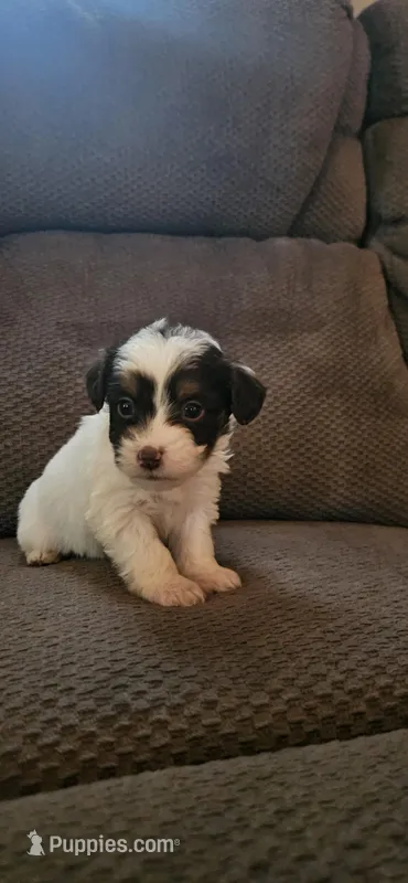 Female puppy  – Miniature Aussiedoodle puppy for sale in Kokomo, IN