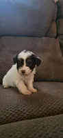 Female puppy , a female Miniature Aussiedoodle for sale in Kokomo, IN – Photo 1 of 3