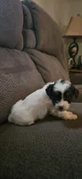 Female puppy , a female Miniature Aussiedoodle for sale in Kokomo, IN – Photo 2 of 3