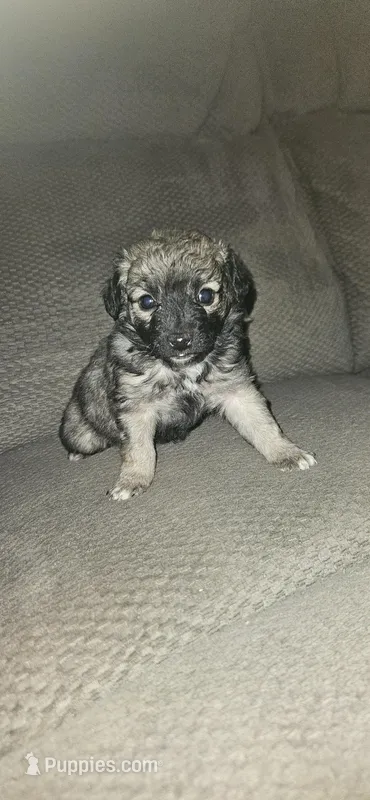 Female puppy  – Miniature Aussiedoodle puppy for sale in Kokomo, IN
