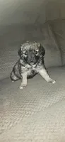 Female puppy , a female Miniature Aussiedoodle for sale in Kokomo, IN – Photo 1 of 3