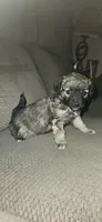 Female puppy , a female Miniature Aussiedoodle for sale in Kokomo, IN – Photo 2 of 3