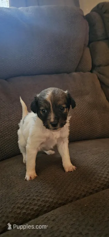 Female puppy  – Miniature Aussiedoodle puppy for sale in Kokomo, IN