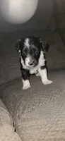 Male puppy , a male Miniature Aussiedoodle for sale in Kokomo, IN – Photo 1 of 2