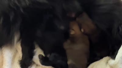 Facility video