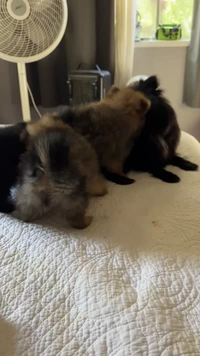 Oso, a male Pomeranian for sale in Willits, CA – 6 of 7