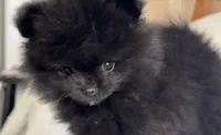 Oso, a male Pomeranian for sale in Willits, CA – 2 of 7