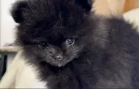 Oso, a male Pomeranian for sale in Willits, CA – 4 of 7