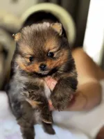 Mocha, a female Pomeranian for sale in Willits, CA – 8 of 10