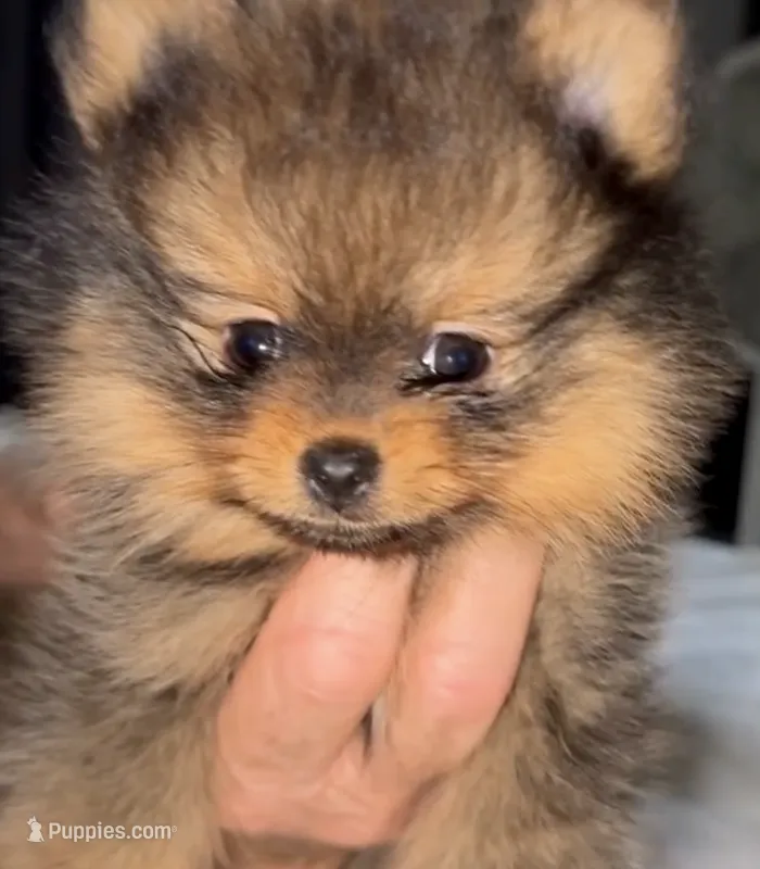 Max – Pomeranian puppy for sale in Willits, CA