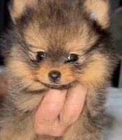 Max, a male Pomeranian for sale in Willits, CA – 1 of 4