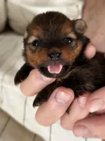 Mocha, a female Pomeranian for sale in Willits, CA – 3 of 10